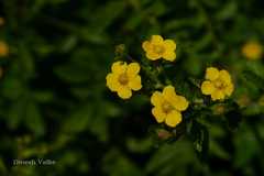 Potentilla lineata